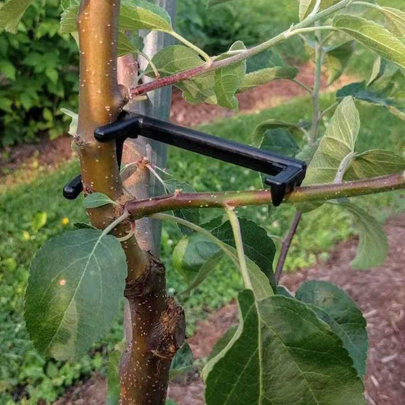 Root Watering Spike - Estrattore per rami di alberi da
