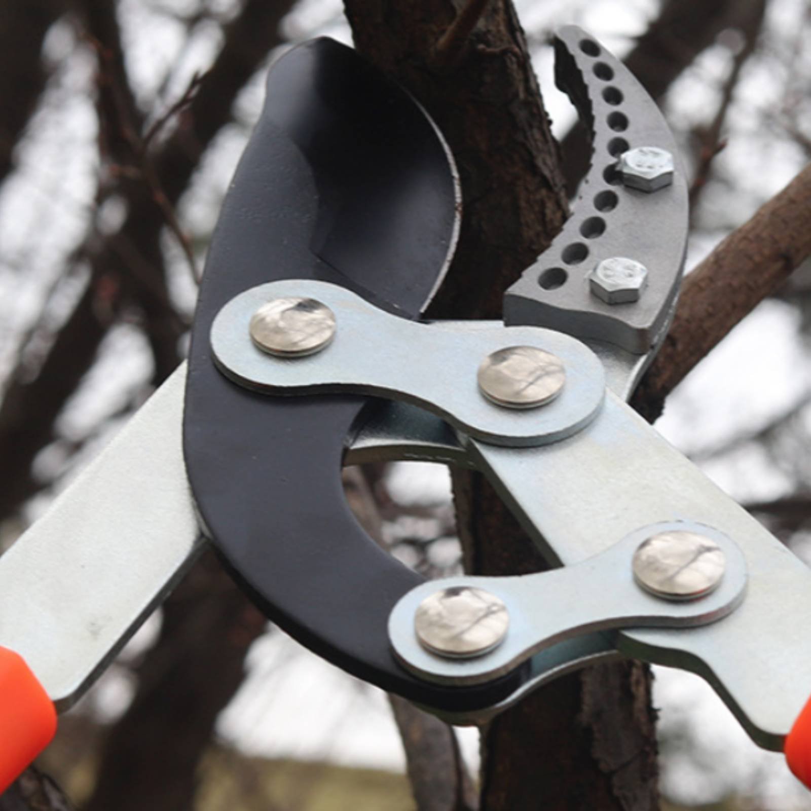 Forbici Telescopiche per Potat - Gardening Tools recensione e prezzo