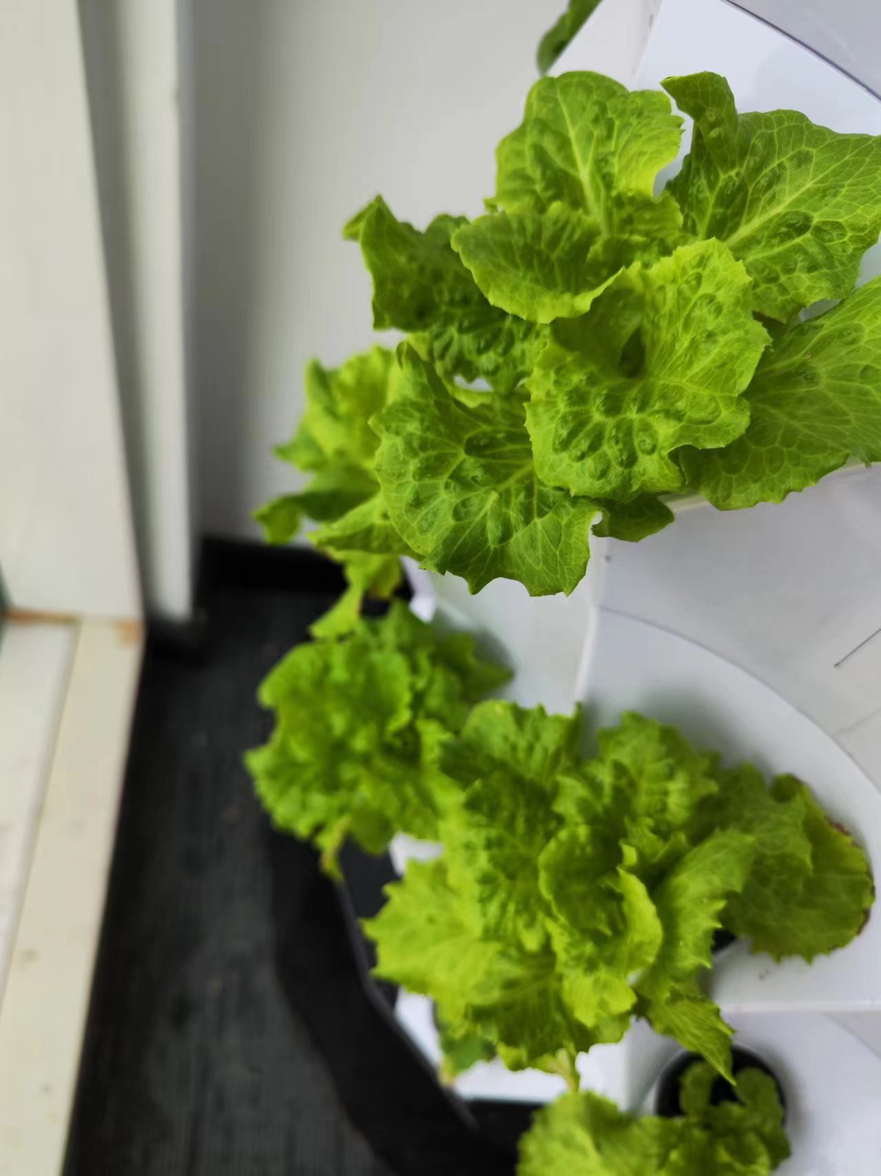 Sistema di Irrigazione Automat - Drip Irrigation Kit recensione e prezzo